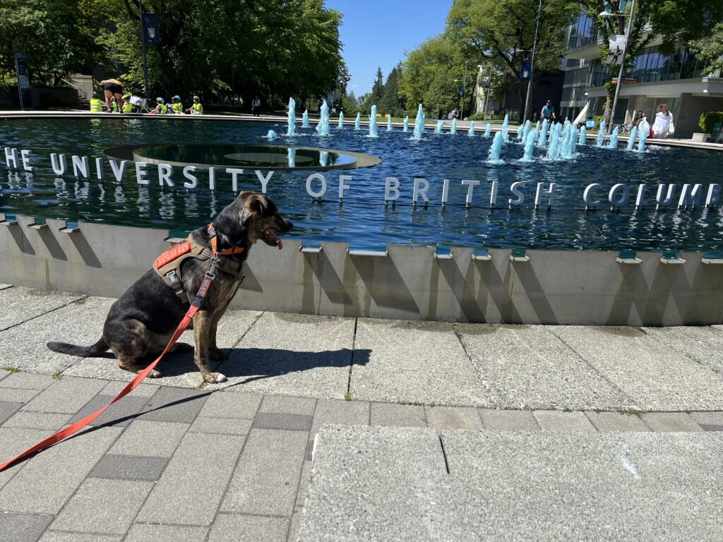 Leo my service dog at the UBC fountain